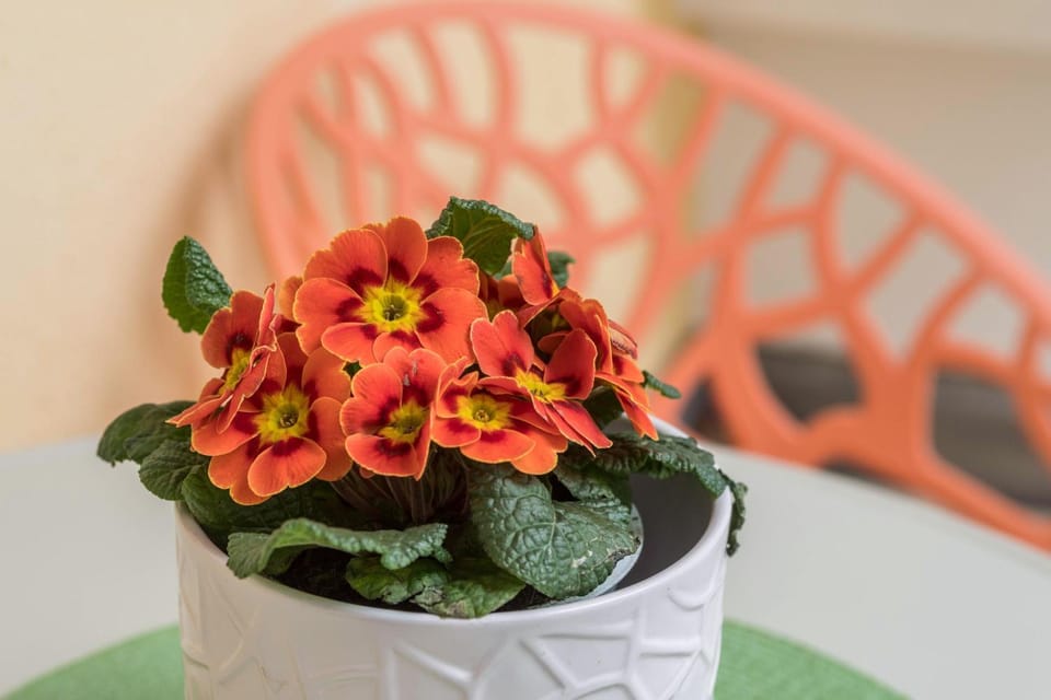 Seenaah auf der Insel Lindau Nr 8 Apartment in Lindau