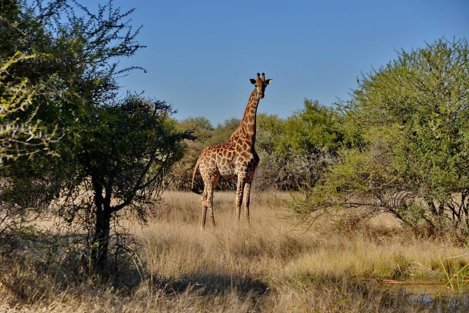 Natural landscape, Animals, On site, Location