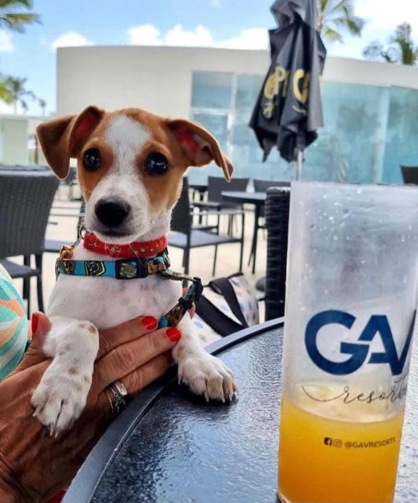Pets, Drinks