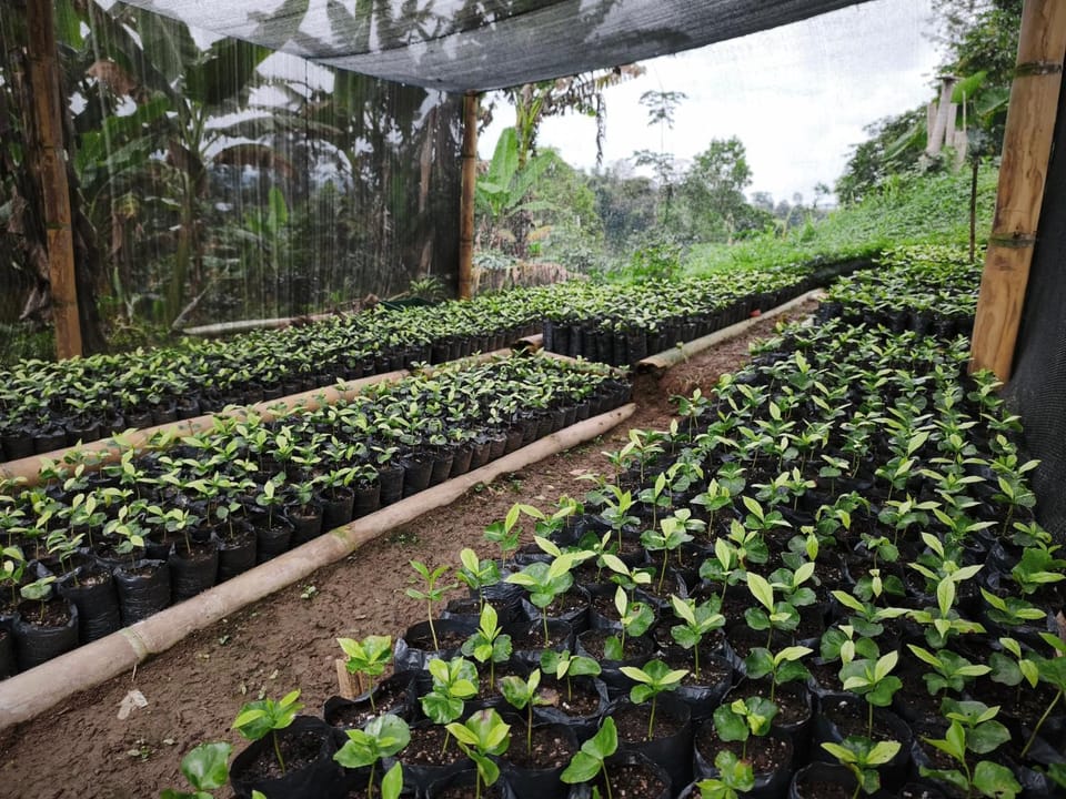Finca Cafetera Los Ángeles Farm Stay in Caldas, Colombia