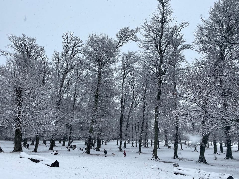 Natural landscape, Winter