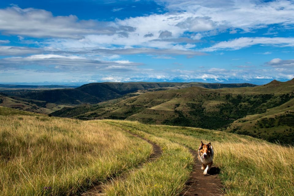 Natural landscape, Pets, Mountain view