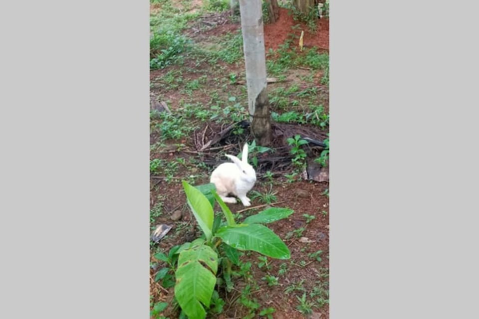 NIDHIVANA FARMS & RESORT, bakrebail-salethoor rd, Mangalore Apartment in Kerala