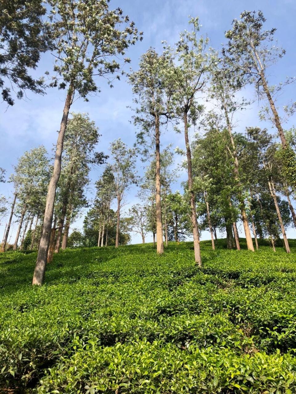 Natural landscape