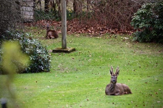 Garden, Animals