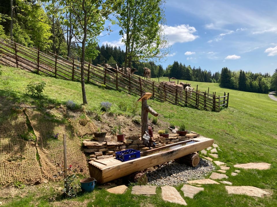 BBQ facilities, Other, Animals
