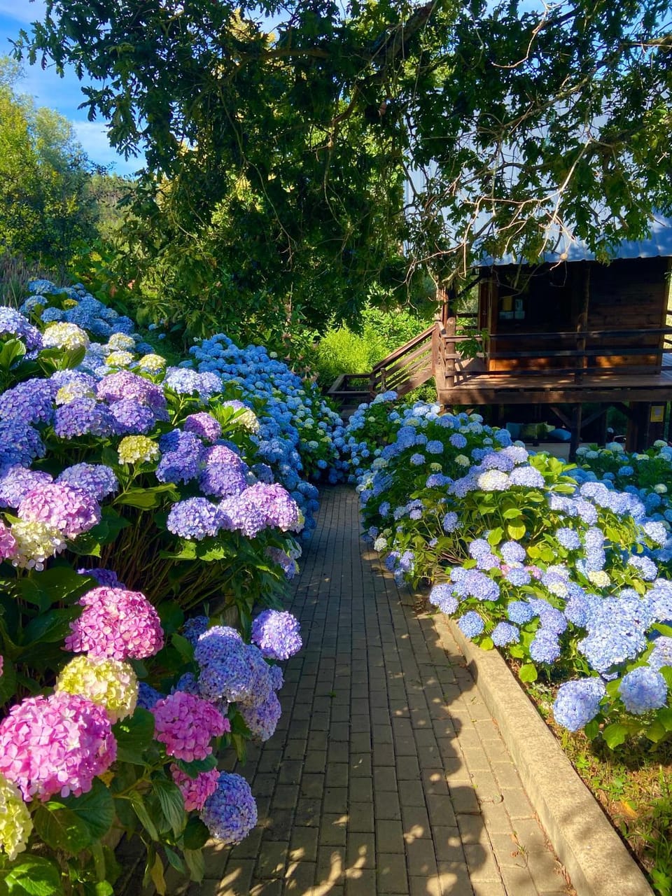 Day, Garden, Garden view