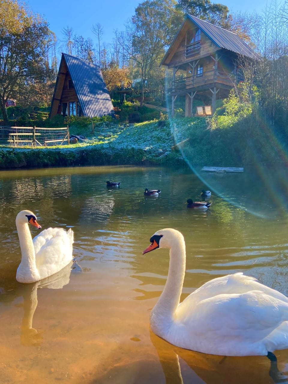 Natural landscape, Animals, Lake view