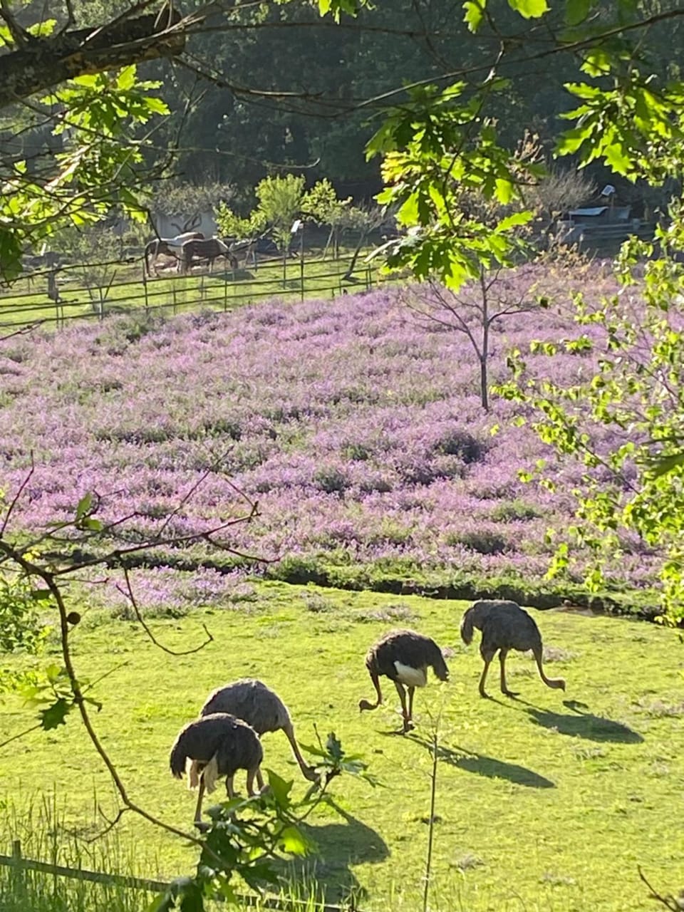 Animals