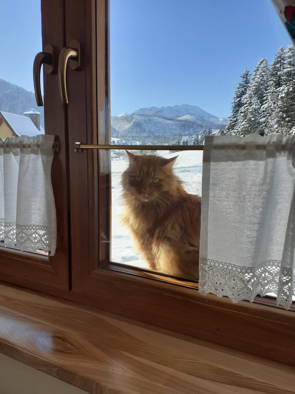 Pets, Mountain view