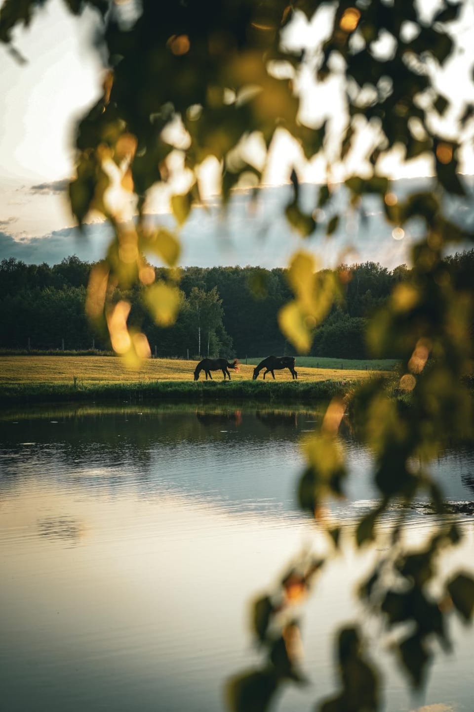 Natural landscape, View (from property/room), Animals