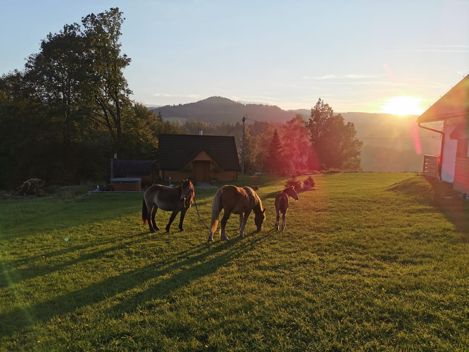 Natural landscape, Horse-riding, Animals, Sunrise