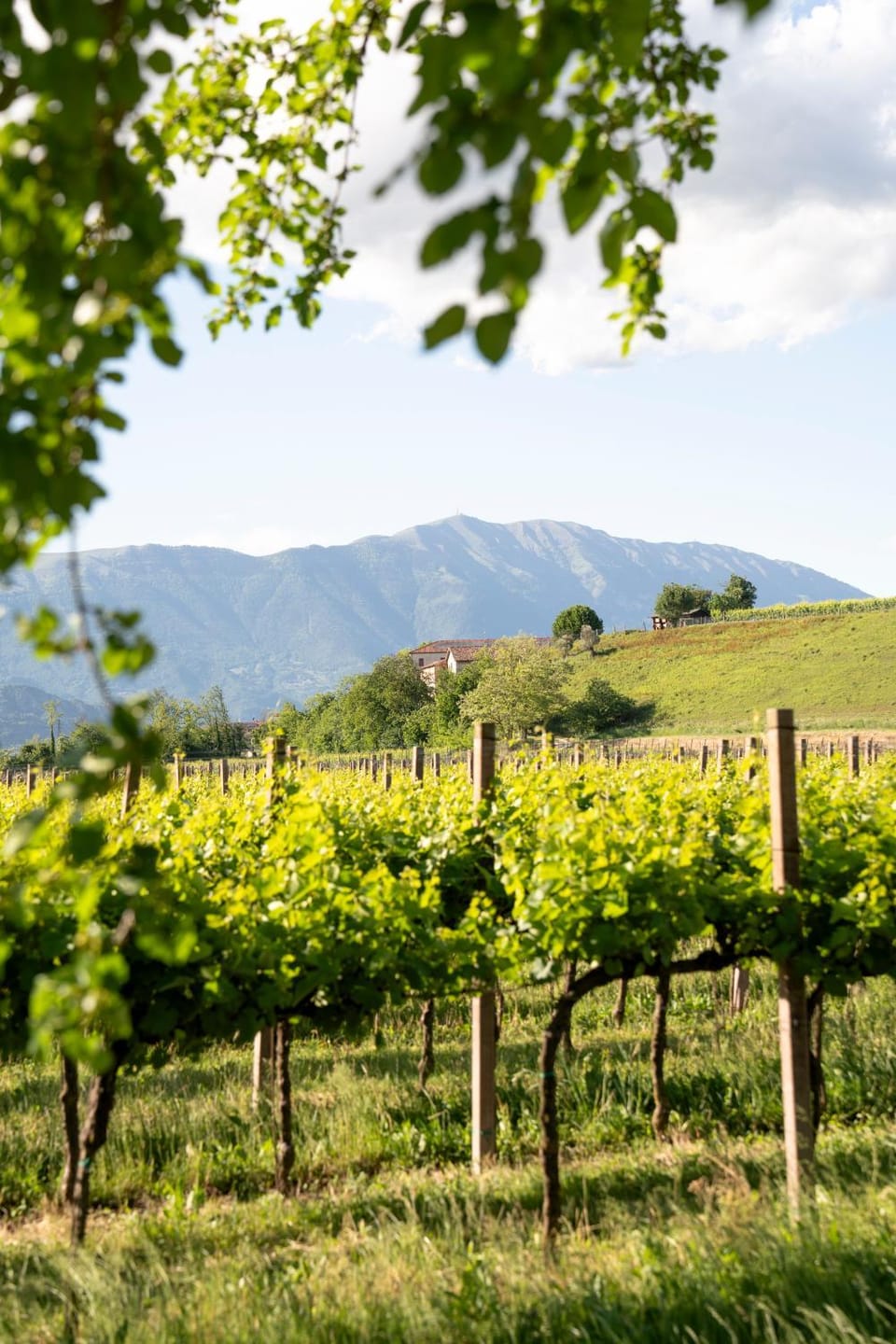 Tenuta Malvolti - Al Vecchio Convento Farm Stay in Friuli-Venezia Giulia