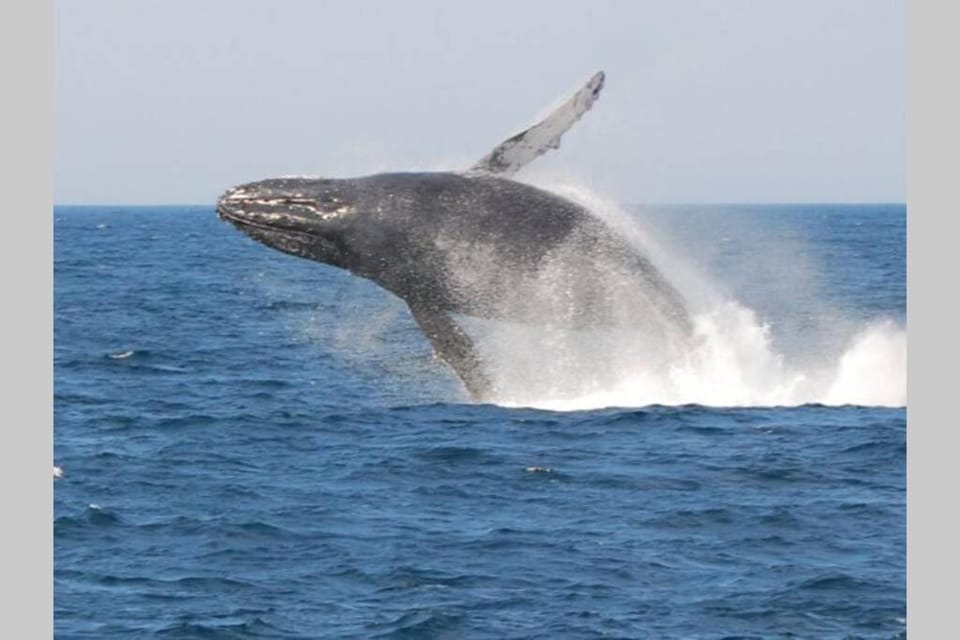 Animals, Sea view