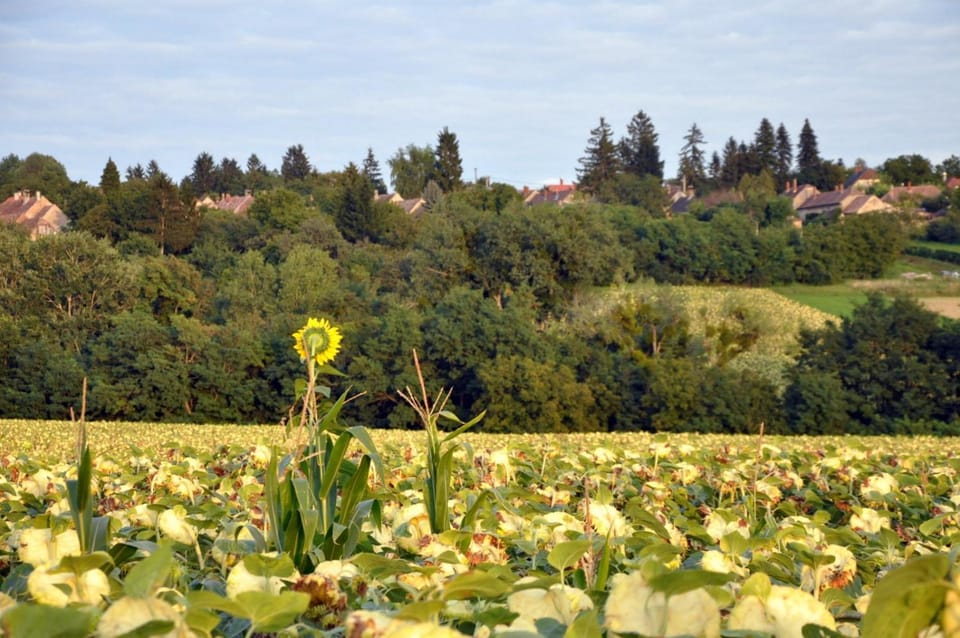 Natural landscape, Garden, Garden view