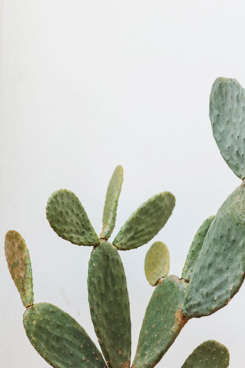 Decorative detail
