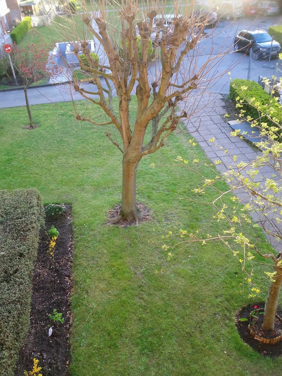Garden view