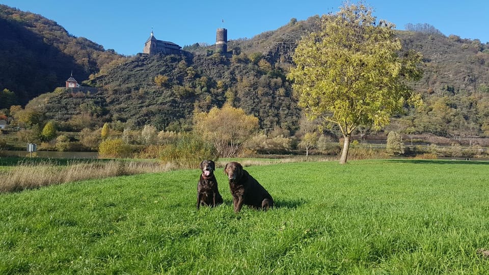 Natural landscape, Pets