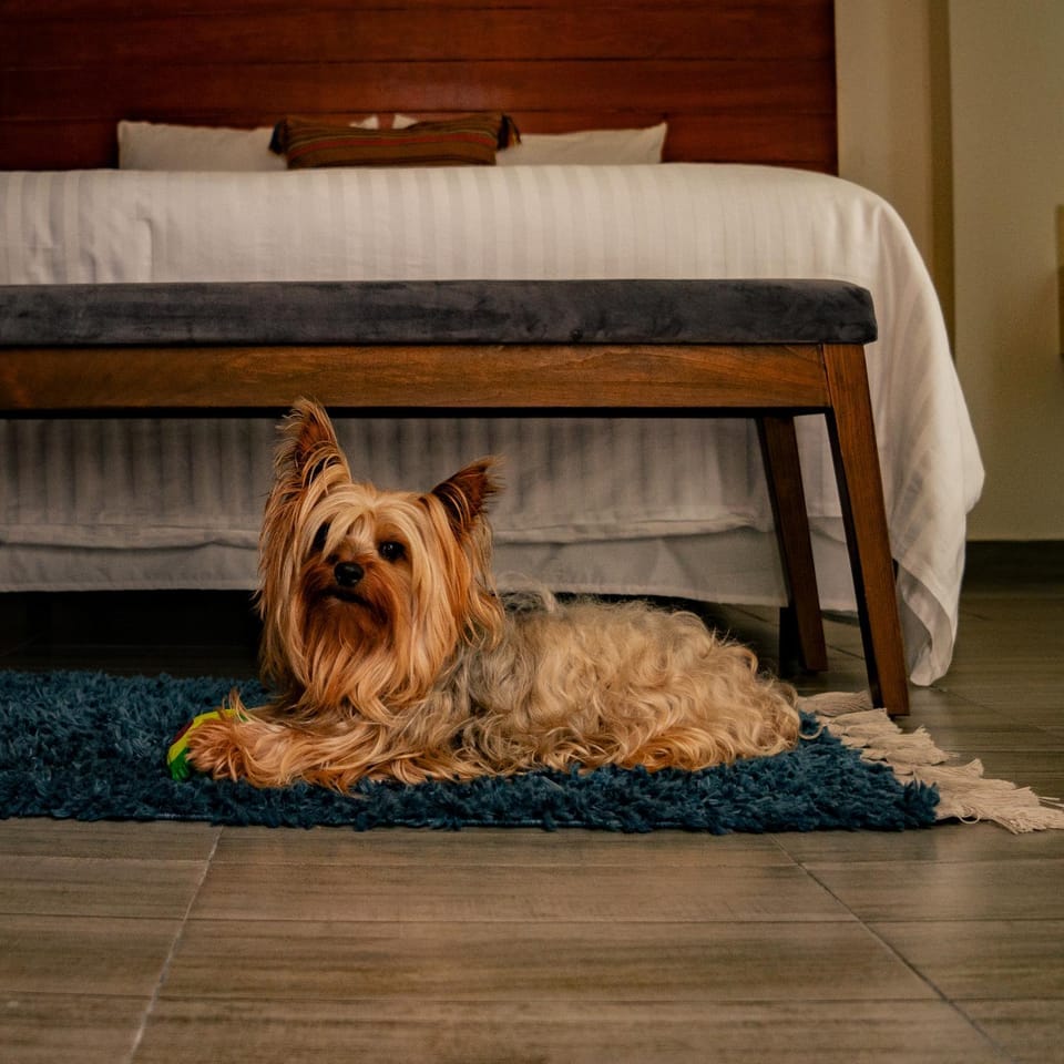 Pets, pet friendly