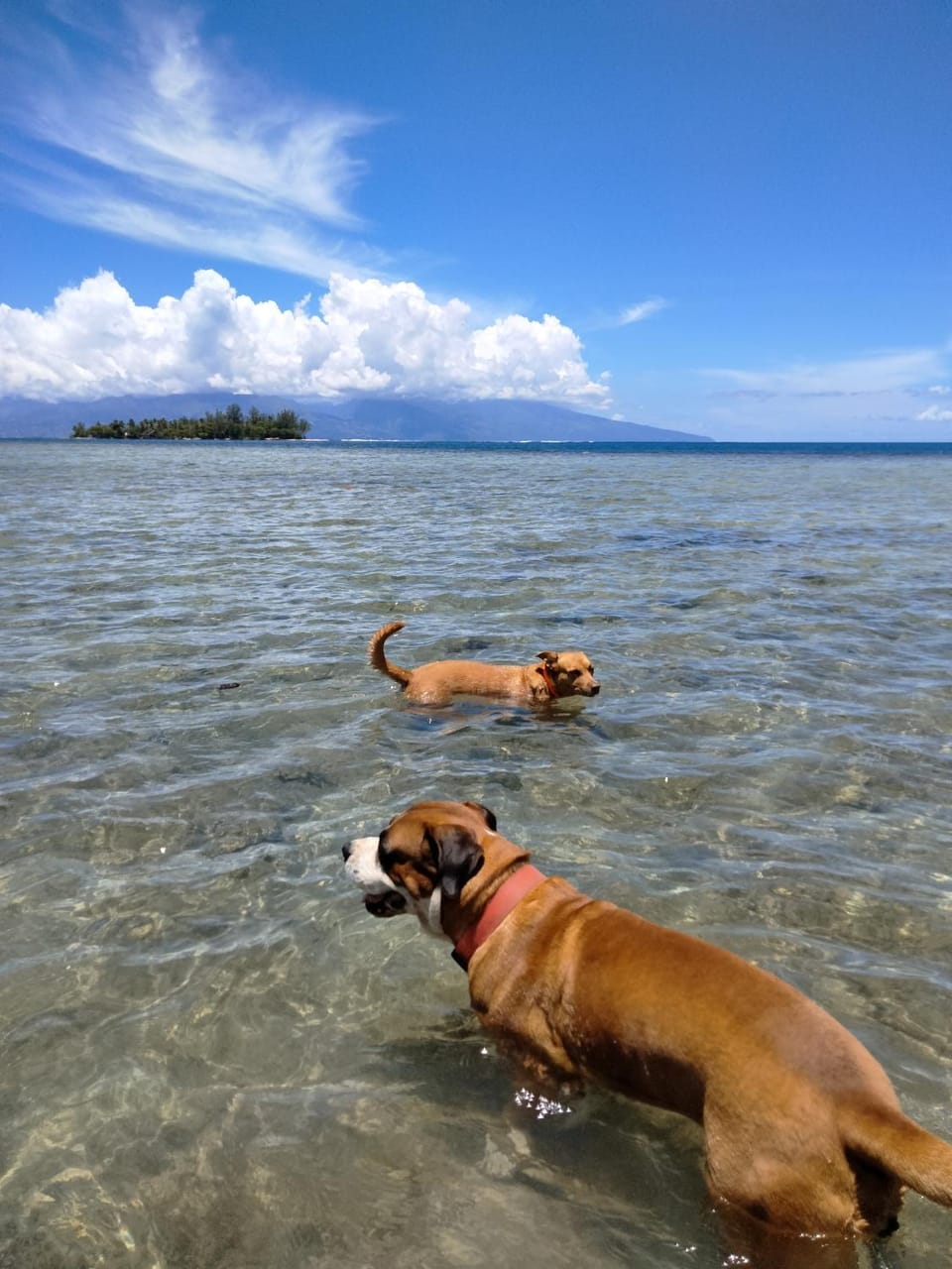 Natural landscape, Beach, Pets, Sea view