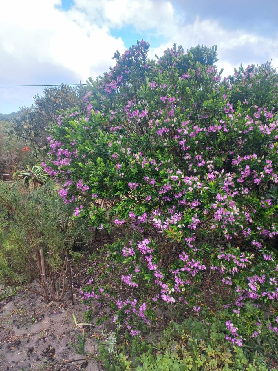 Natural landscape