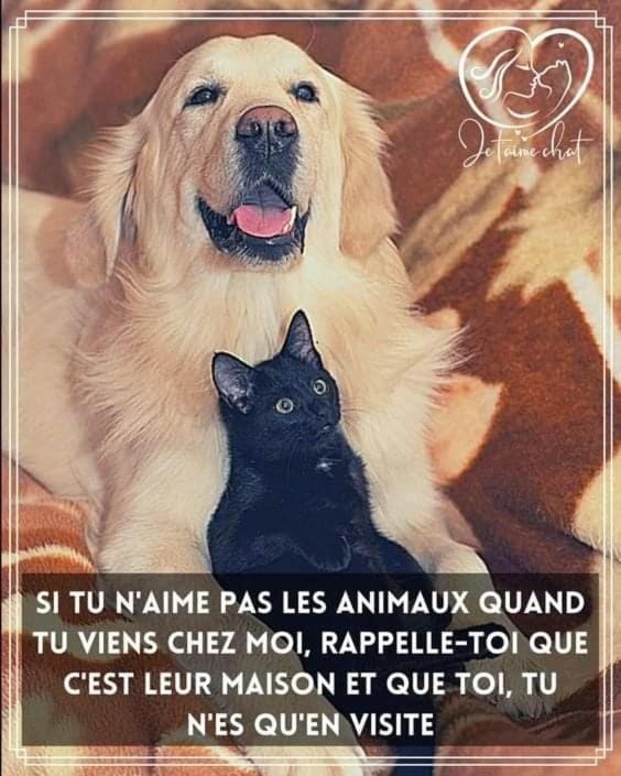 Pets