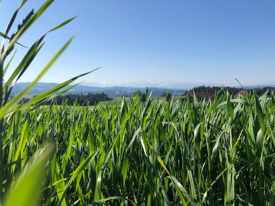 Spring, Natural landscape, Summer, On site