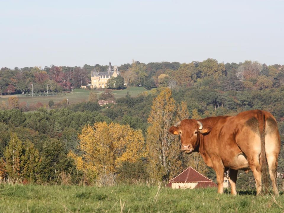 Maison en pierres au cœur du Périgord Noir avec Wifi et animaux bienvenus - FR-1-616-71 House in Occitanie