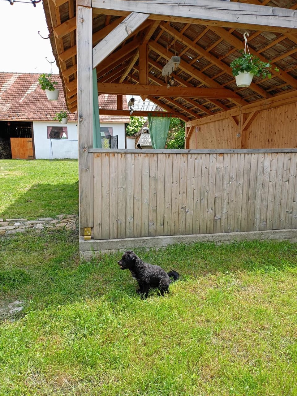 Animals, Animals, Pets, Pets, Inner courtyard view, pet friendly, pet friendly