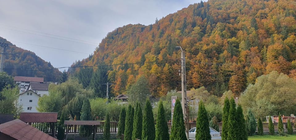 Pensiunea Cezar-Codrin Bed and Breakfast in Brașov County