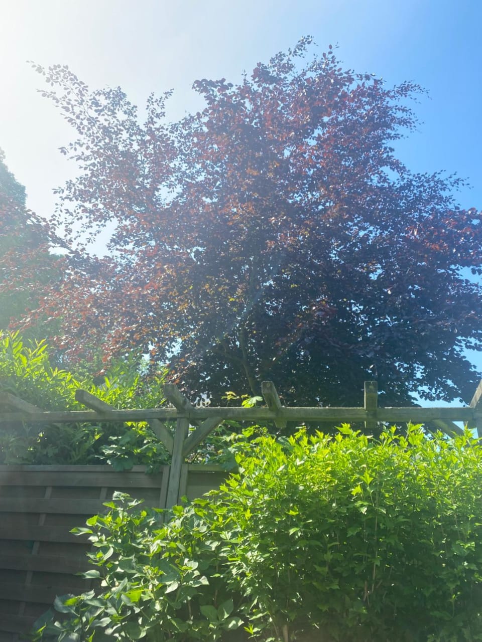 Garden view