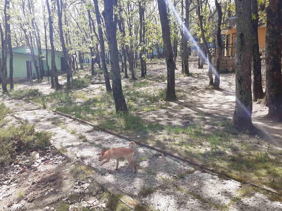 Garden, Pets