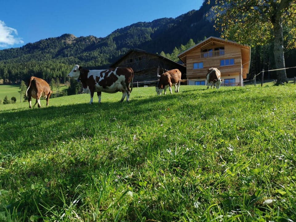 Property building, Animals