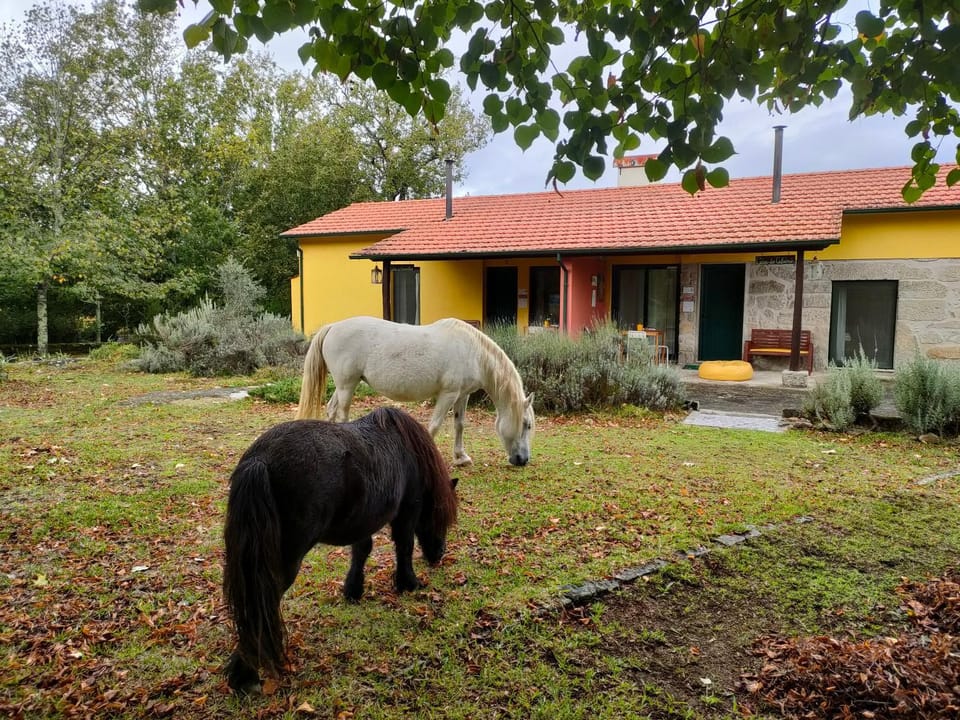 Activities, Animals
