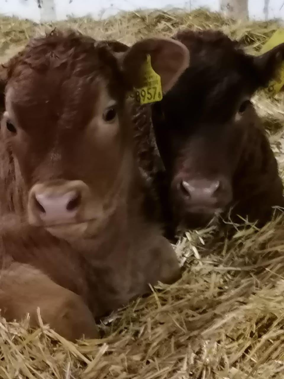 Animals