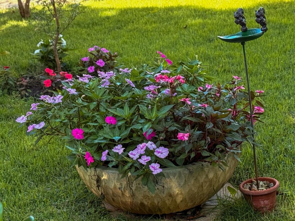 Garden