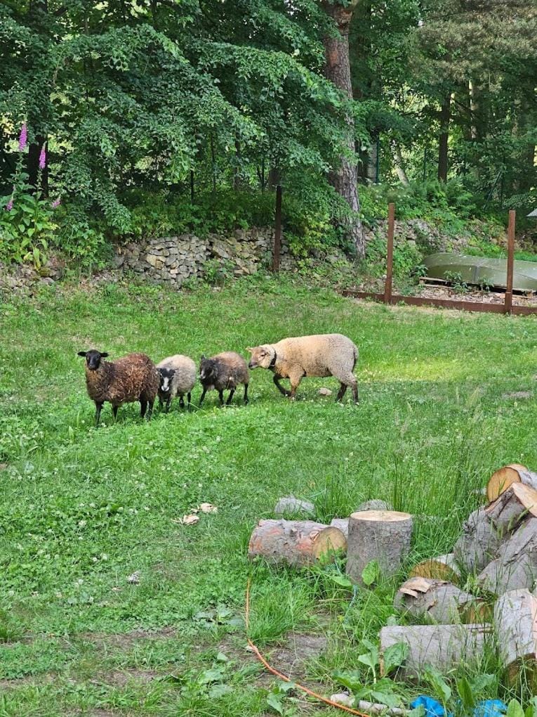 Animals