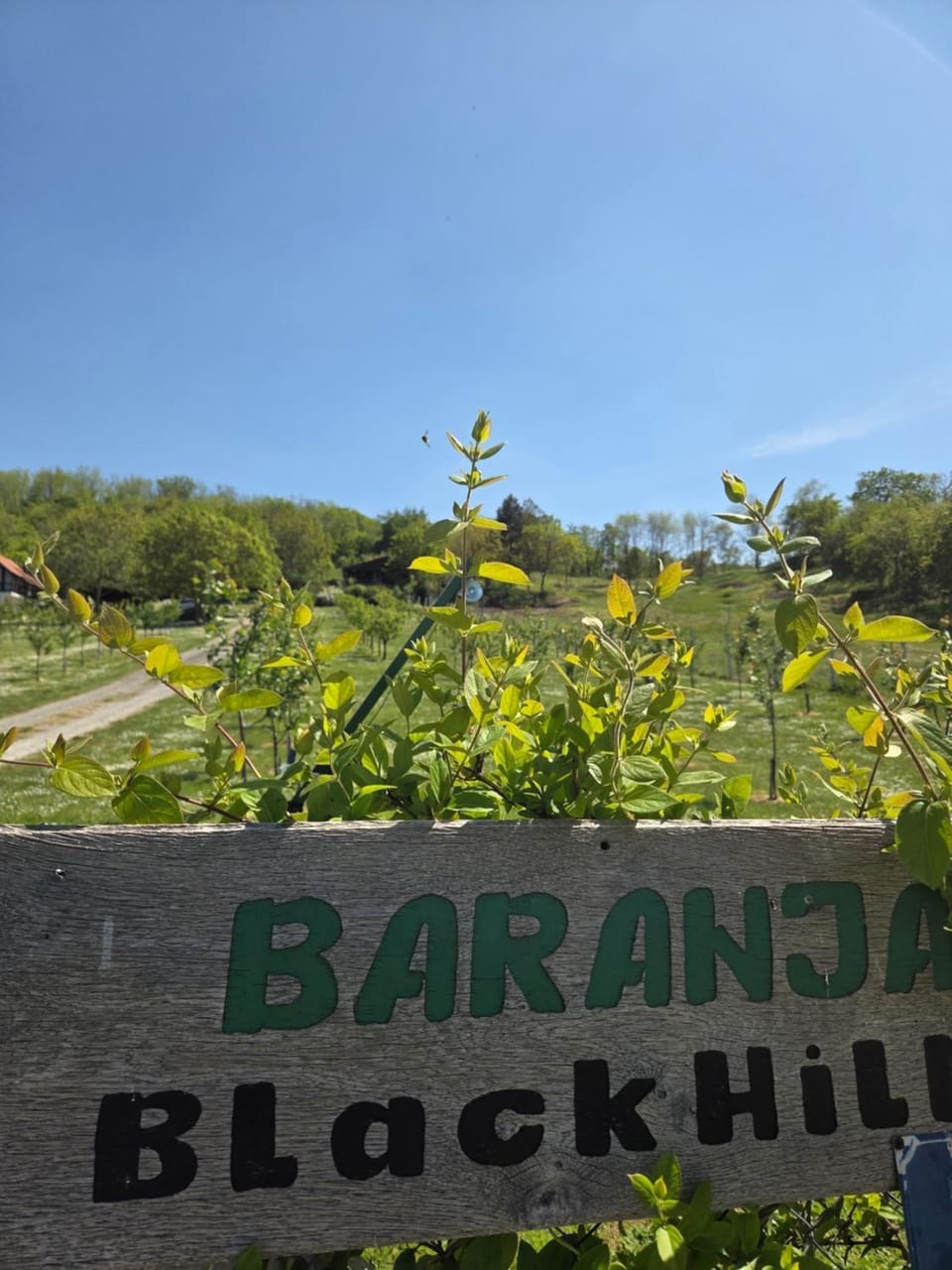 Baranja Black Hill's House in Croatia