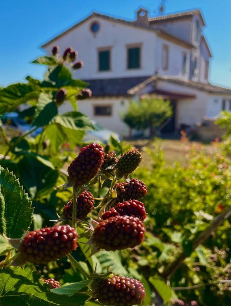 I Duchi Pellegrini Farm Stay in Marche