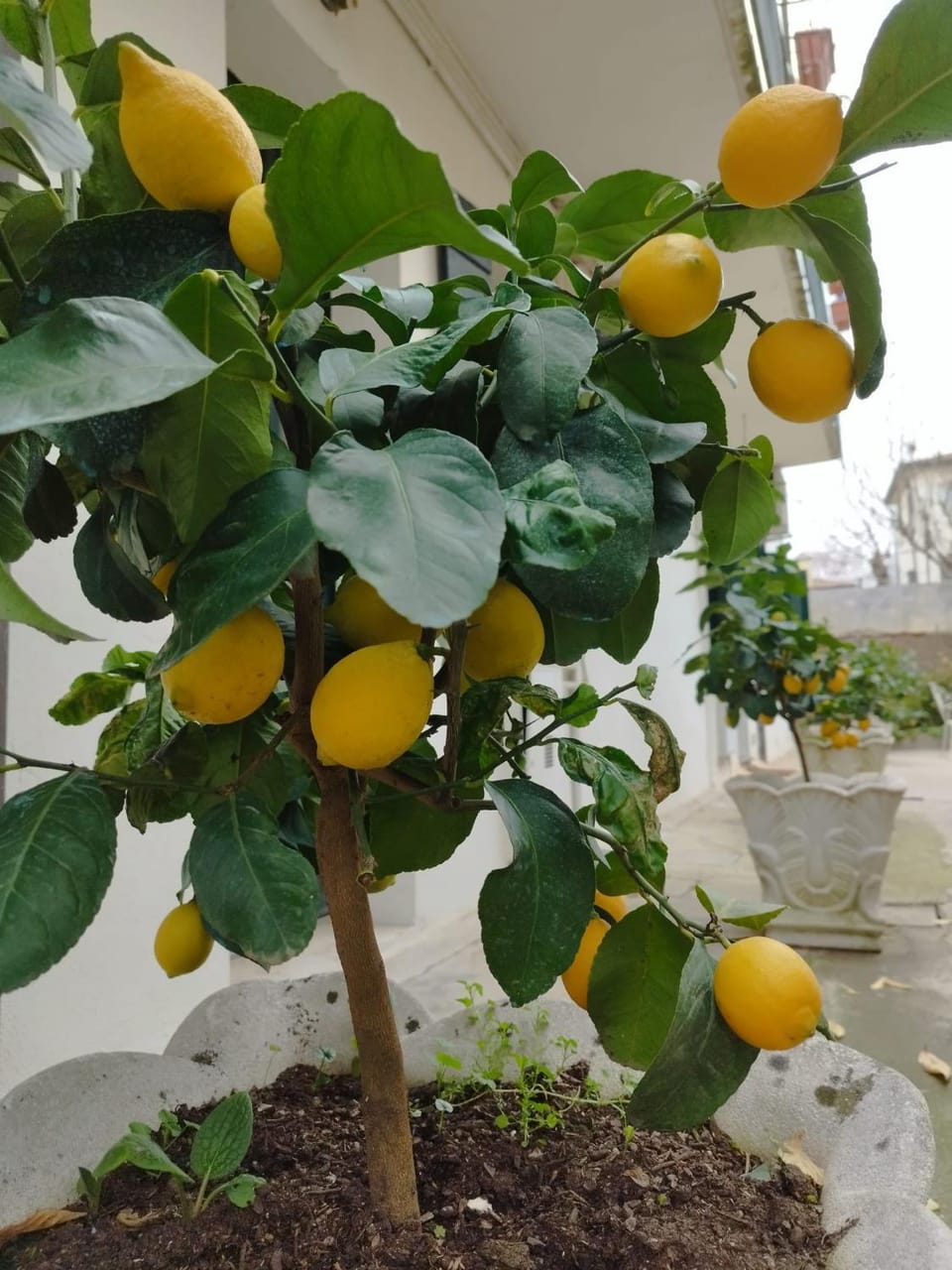 Day, Garden, Garden view