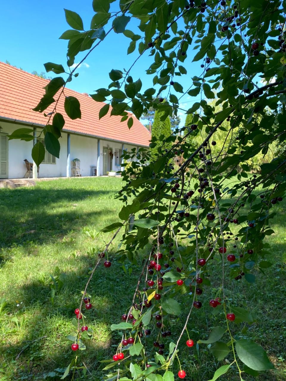 Property building, Garden view