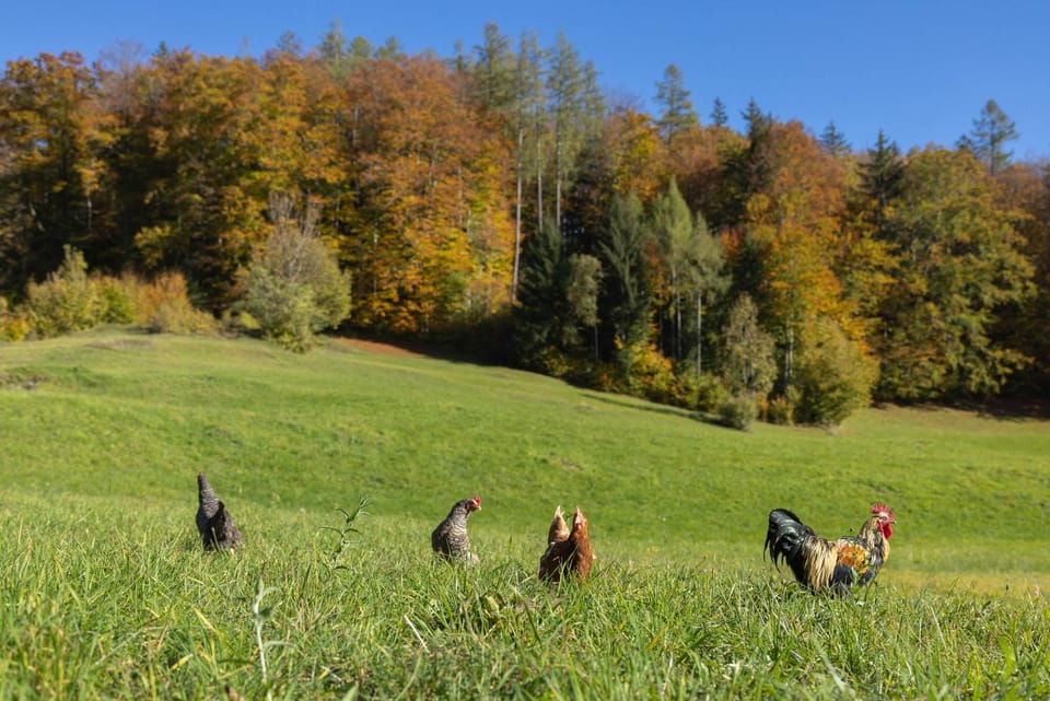 Ferienwohnungen Freidinglehen Farm Stay in Berchtesgadener Land