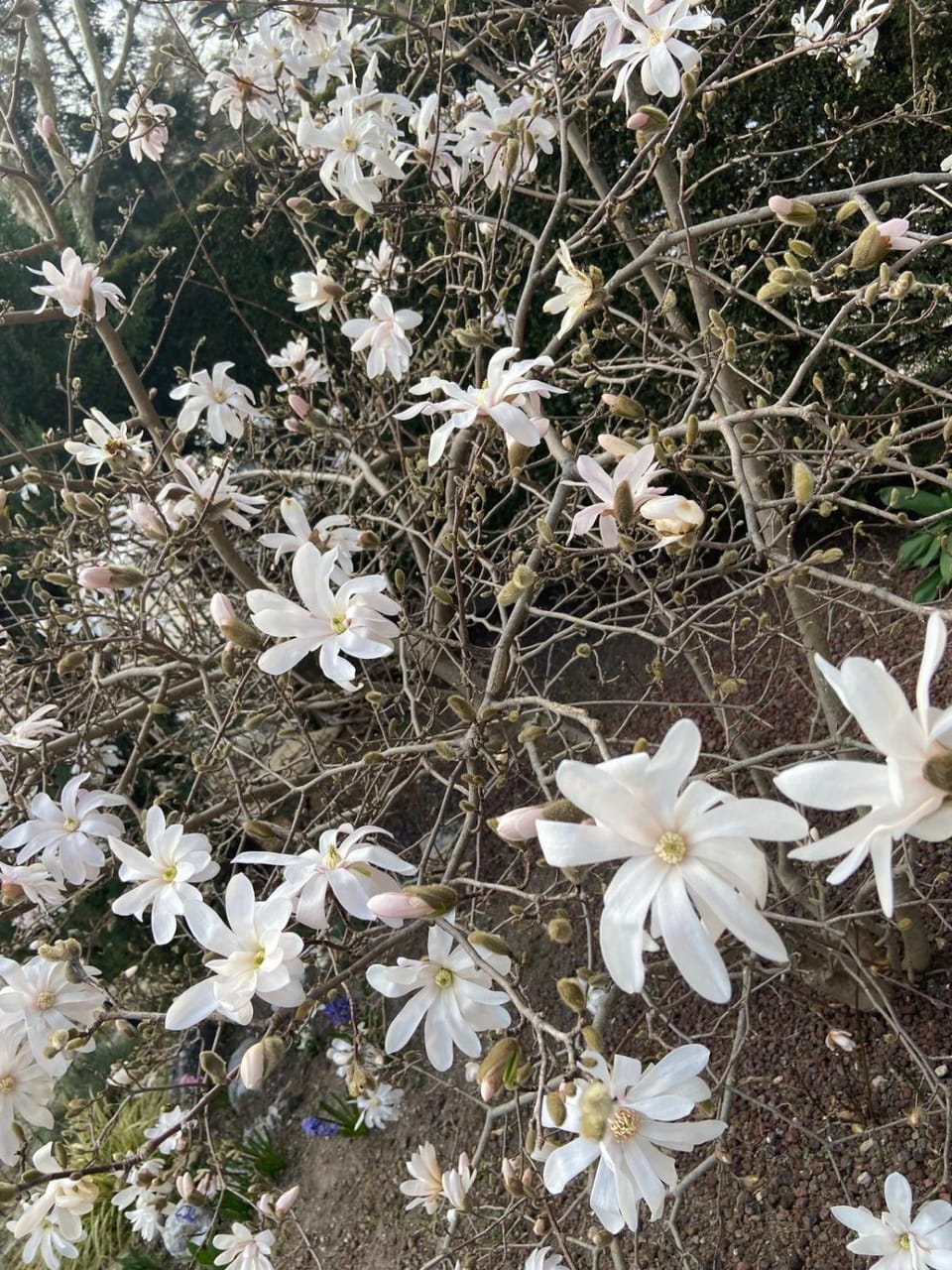 Casa Bosco Apartment in Levico Terme