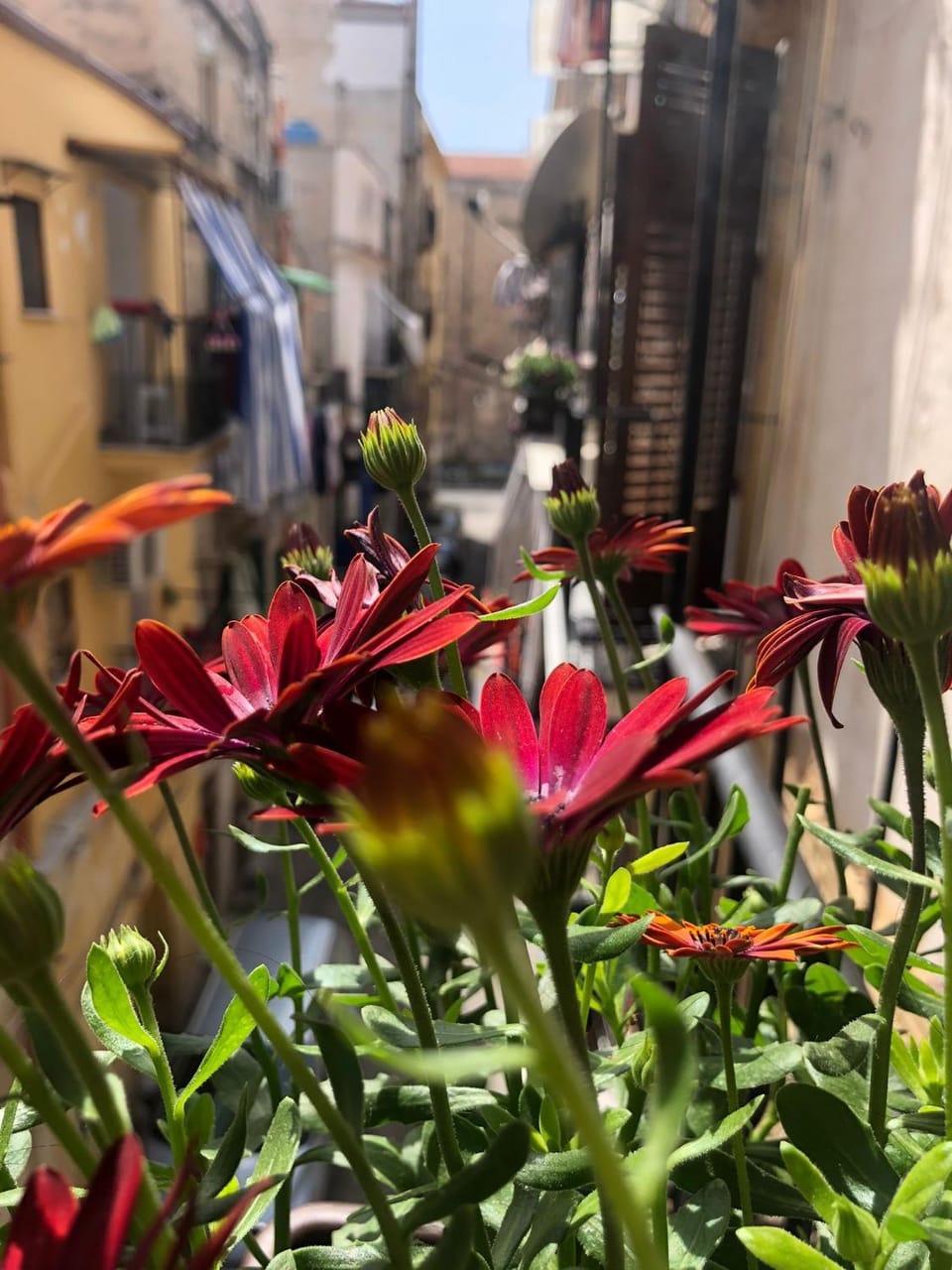 nonno peppe Bed and Breakfast in Palermo