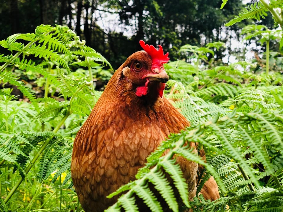Animals, Pets