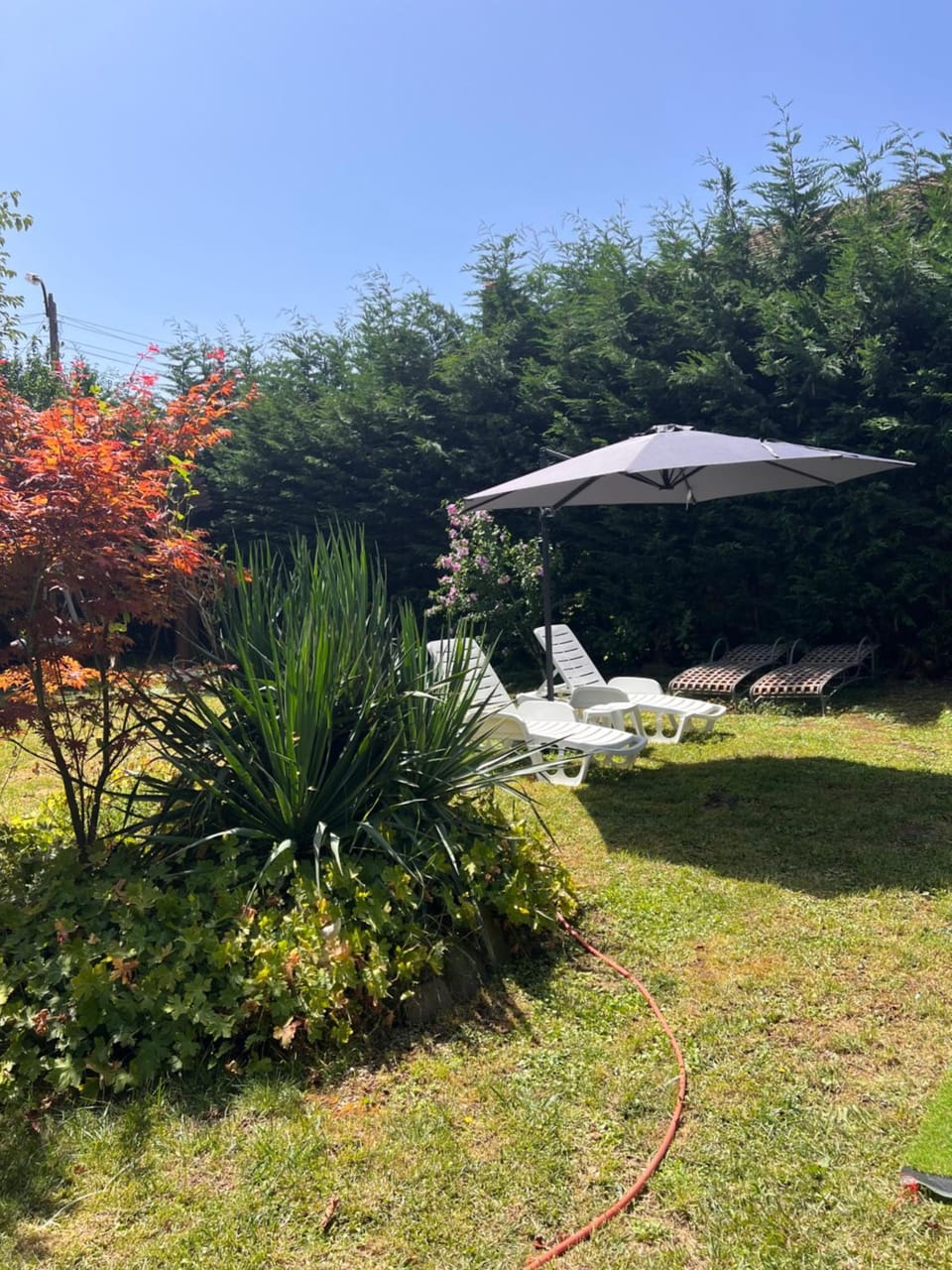 Garden, Garden, Garden view, Swimming pool, sunbed