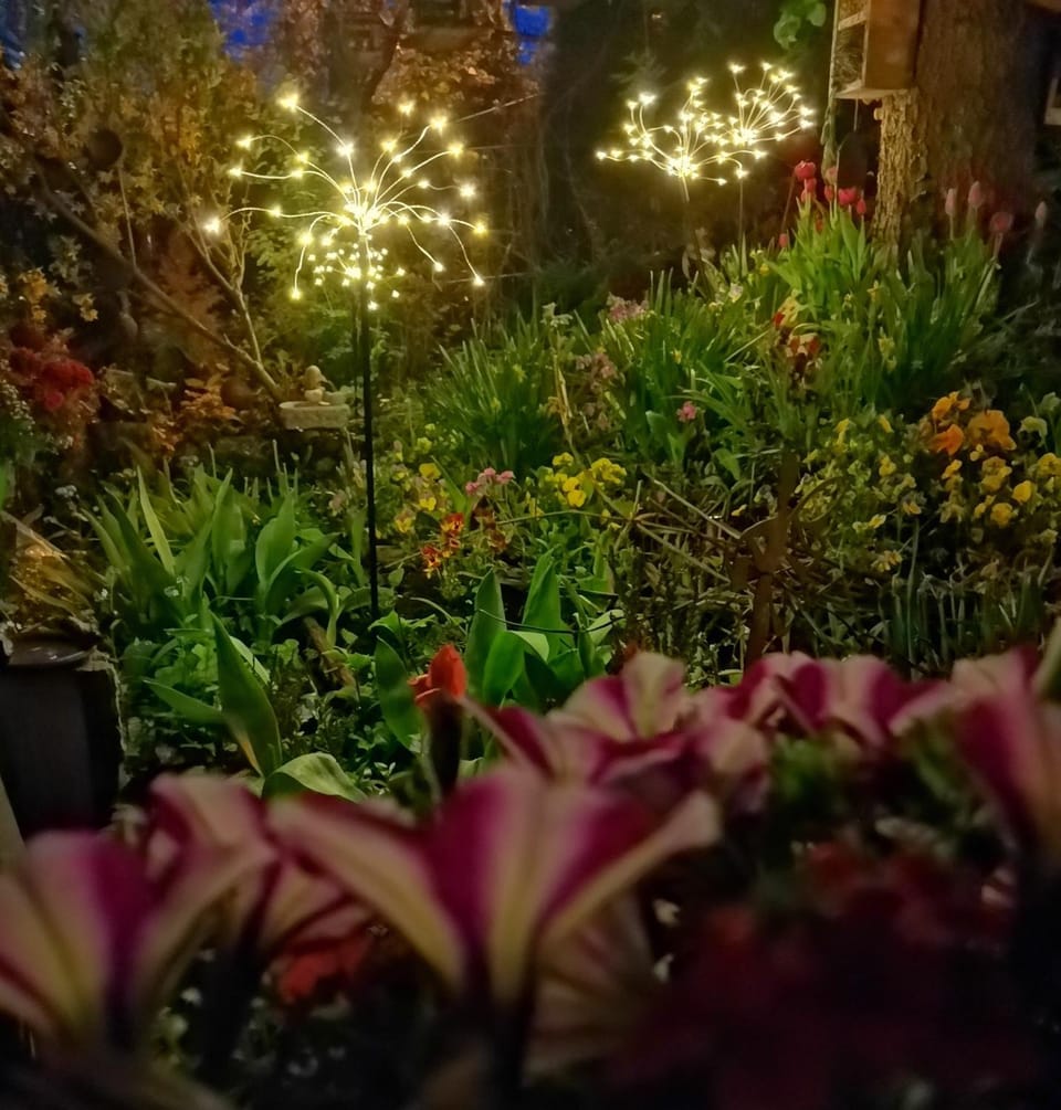 Night, Garden, Garden view
