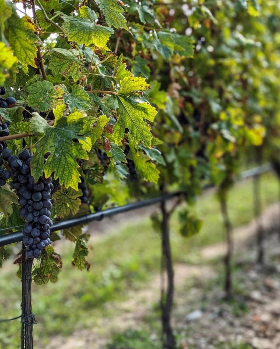 Spring, Day, Garden, Garden view