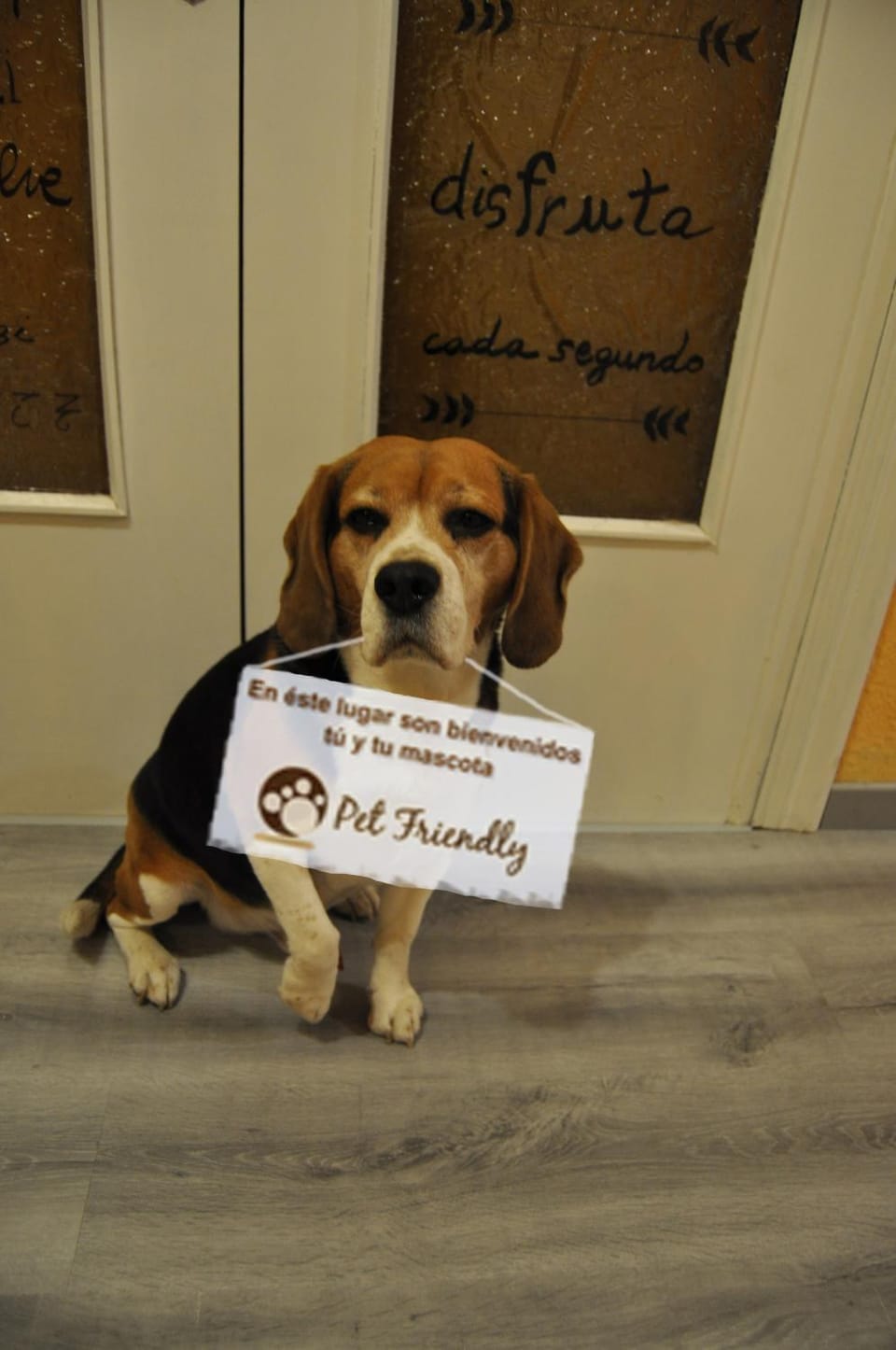 Lobby or reception, Logo/Certificate/Sign, Pets