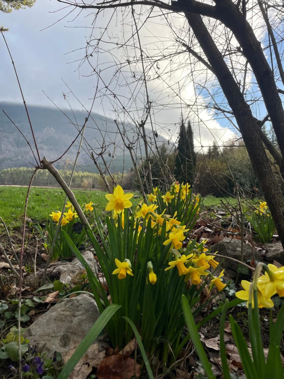 Spring, Day, Natural landscape, Garden, Garden view, Mountain view
